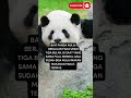 Fakta Unik Panda Part 2 #shorts #short #youtubeshorts  #faktaunik #videoshorts