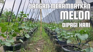 CARA MERAMBATKAN BATANG MELON