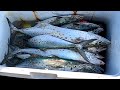 skyway Bridge fishing spanish mackerel (catch clean and cook)