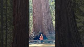 Yosemite’s Giant Sequoias