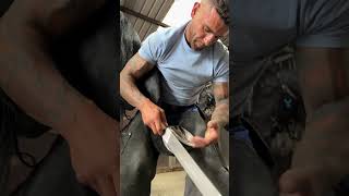 A very satisfying hoof to trim! #satisfying #horse #shorts #equestrian #asmr #farrier