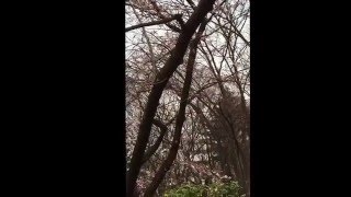 桜花見2016年～靭公園（大阪）の桜開花状況 5分咲き♡（3月29日）週末には見頃♪　Osaka's Utsubo Park in spring