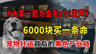 6000块买一条命,金毛siri：宠物托运背后的黑色产业链