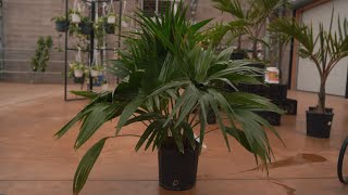 Chinese Fan Palm @ greengate Garden Centres