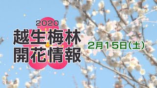 2020/2/15 越生梅林開花情報