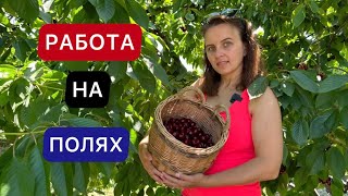 СБОР ЧЕРЕШНИ В ГЕРМАНИИ / КАК ЖИВУТ В ДЕРЕВНЯХ / СЕЛЬСКОЕ ХОЗЯЙСТВО