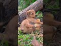 എൻ്റെ ഒരു അവസ്ഥ നോക്കണേ youtubeshorts puppy arunsworld cutepuppy shortfeed