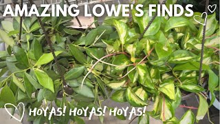 AMAZING Finds 🥳 Hoya Bilobata + Hoya Carnosa 'Rubra' (Krimson Princess) 🪴 Lowe's