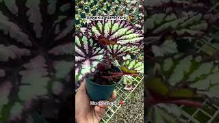 Begonia plant care #gardeningtips #diygardening #urbangardening #begonias #assam #gardeningvideos