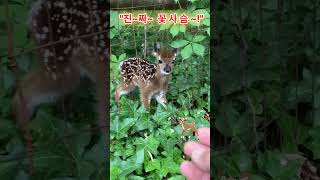 이게 진짜 꽃사슴  #힐링하는 #cute #animals #사랑스러운 #귀여운 #shorts