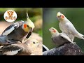 How to Stop Cockatiel Continuous Breeding |V2BIRDS|