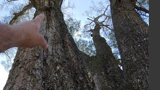 Why some oak trees are bad.