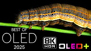 BEST OF OLED – Himmlische Landschaft in 8K HDR | Dolby Vision™