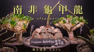 南非龜甲龍  開箱｜冬型種｜塊根植物｜Dioscorea elephantipes