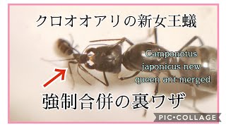 【アリ飼育】#90　【裏ワザ】新女王蟻のクロオオアリを他の蟻と合併させる。　Merge the new queen ant Camponotus japonicus with other ants