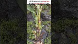 ரசாயனத்தை வடிகட்டும் கல் வாழை மரம் ! Red Banana Benefits Tamil   #shorts #bananafarming