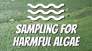 Sampling for Harmful Algae at South Lake