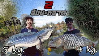 วันเดียว เจอ 2สัปปะหลาด.... กระสูบยักษ์ 4 Kg.  เกิดมาเพิ่งเคยเจอ!!!   #กะปอมA  | Kayak Fishing