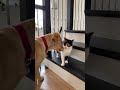 cat annoyed by dog dog learns not to annoy cat 😂