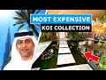 DUBAI MOST EXPENSIVE KOI COLLECTION *20,000 Gallon Koi Pond