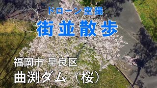 街並散歩　福岡市 早良区　桜満開 曲渕ダム