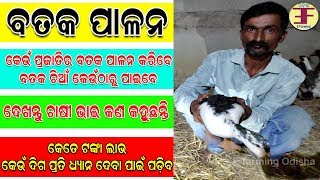 Duck farming in odisha (କେମିତି ବତକ ପାଳନ ଆରମ୍ଭ କରିବେ ?).