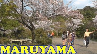 Maruyama Park, Kyoto in Cherry Blossom Season 🌺 円山公園 🌺 Japan As It Truly Is