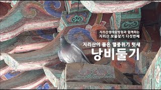 지리산이 품은 멸종위기 텃새 낭비둘기(지리산 보물찾기#5)