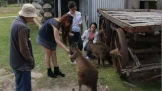 Maru Koala Park