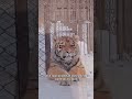 a tiger that was excluded due to its fat healing rescue animalshorts shortvideo shorts