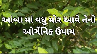 આંબા માં વધુ મોર આવે તેનોઓર્ગેનિક ઉપાય #ઓર્ગેનિક_ખેતી