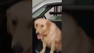 #doglover#ente ponnomna chakkara vavakal 😘😘😍😍🥰🥰🐕🐕😘😘💝💝💛💛💝💝