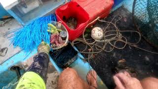 Crabbing tips, huge mudcrabs, muddy mangrove creek Queensland Australia.