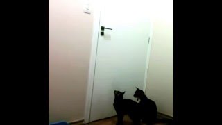 Funny cats (gato abrindo porta)