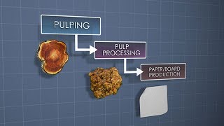 Pulping and Papermaking Overview