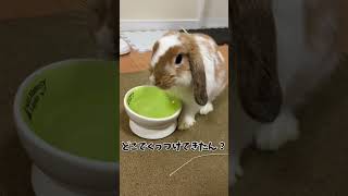 4ヶ月たってもやっぱり赤ちゃんなうさぎが可愛すぎる #うさぎ #bunny#ロップイヤー #うさぎのいる暮らし #shorts