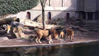 Lions Tackle Artis Heron at Zoo