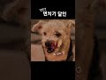 짜장면 시키신분~🍜 dog 짜장면먹방 멍짜장 면치기달인