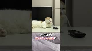 【意外と勘違いしてる人多いかも？】しっぽでわかるねこちゃんの気持ち