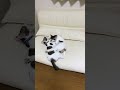 仲良し兄妹猫キラコマリ