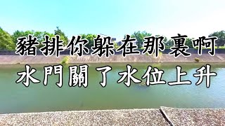 不同時段 不同釣法/水門關起來了 水位上升豬排穴又要重整了