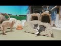 7 30【猫日記】おやつの日　 the day cats eat cat snack　2023.7.30