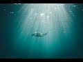 Underwater  life+ music | Nature relaxation.