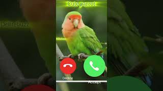 Cute parrot calling