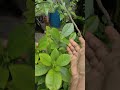 வீட்டு தோட்ட மல்லி செடி jasmin plants in our small home garden