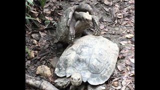 珍しいかも 交尾中のカメの鳴き声 / 沖縄こどもの国 動物園