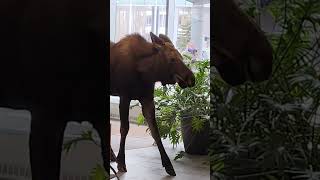 Moose Breaks Into A Hospital For A Snack | The Dodo