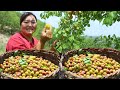 [Xia Jie in northern Shaanxi] The apricots on the mountain are ripe. Xia Jie took her sister up the