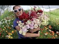 Harvesting for a Ranunculus Bouquet Bar: Flower Hill Farm