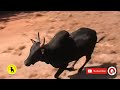 jallikattu அடங்காத காளையும் அடங்காத மாடு பிடி வீரனும் ... செம்ம ஜல்லிக்கட்டு